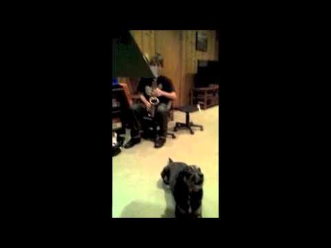 Dog Sax Duet