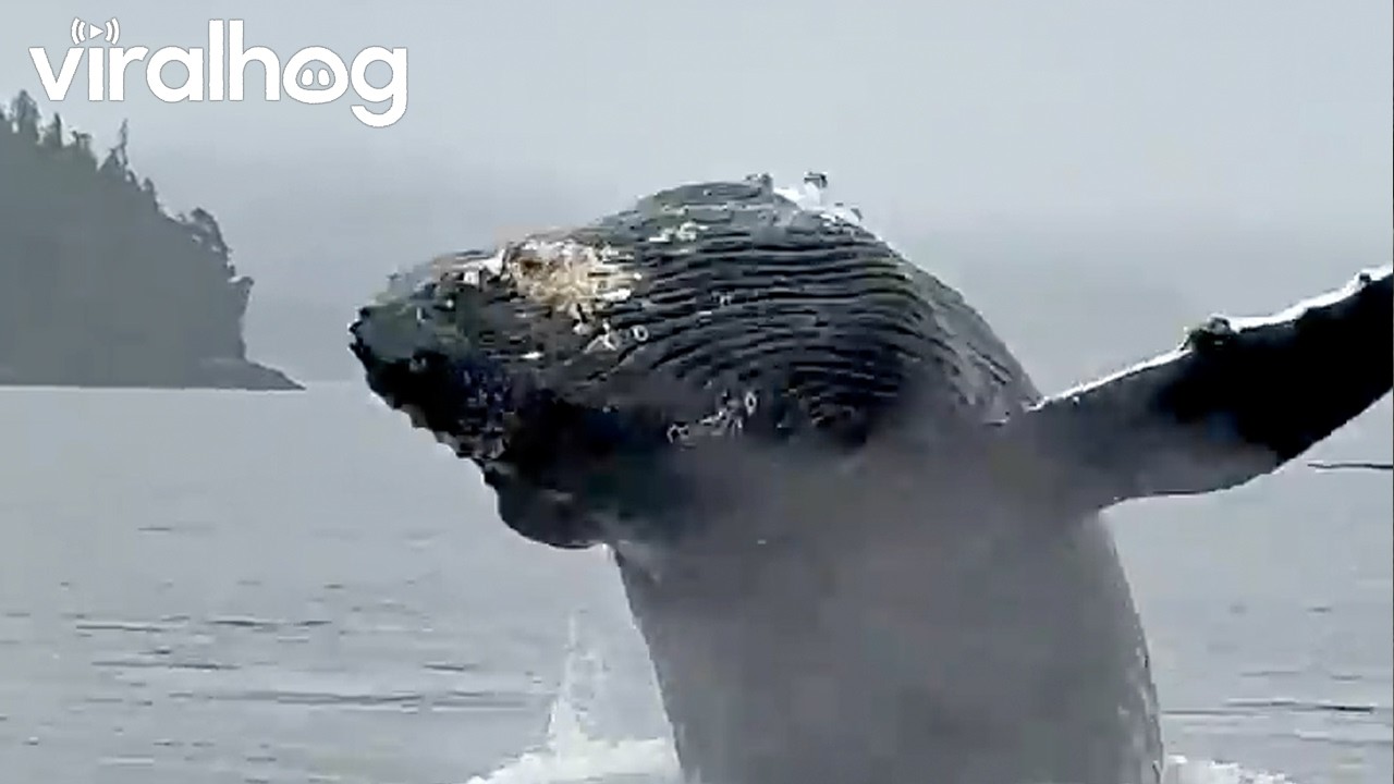 Breaching Humpback in Broughton || ViralHog