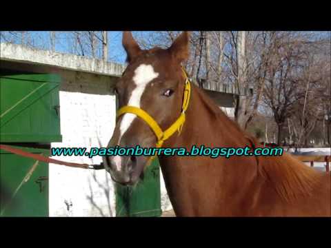 Remate Haras Don Taco 2017