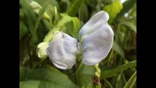 preview picture of video 'Tropical flower plants (Senci green flower garden,Eriyagahadola,Batapola,Sri lanka.)'