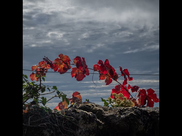 Trilho dos Moinhos do Ave