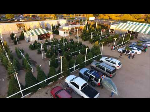 Oliver Holt Christmas Tree Lot