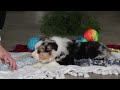 Australian Shepherd dogs for sale: Dreamer - Video 1