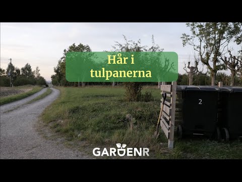 Hår i tulpanerna - Trädgårdshacks med GardenR