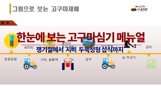 한 눈에 보는 고구마 농사  메뉴얼 / 쟁기질에서   두둑성형 . 거름,  피복비닐, 고구마모 삽식까지의 방…