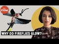 Why fireflies glow & when they acquired this trait