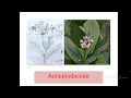 Asclepiadaceae Family
