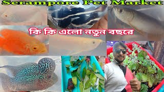 Serampore Pet Haat | Aquarium Fish Pet Haat | Aquarium Fish | Pet Market | Shrirampur Fish Market 