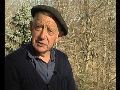 Les pòrcs al masuc