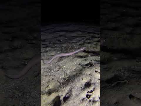 Nightdive at Anfi Beach (August 8, 2024) with Scuba Sur Gran Canaria