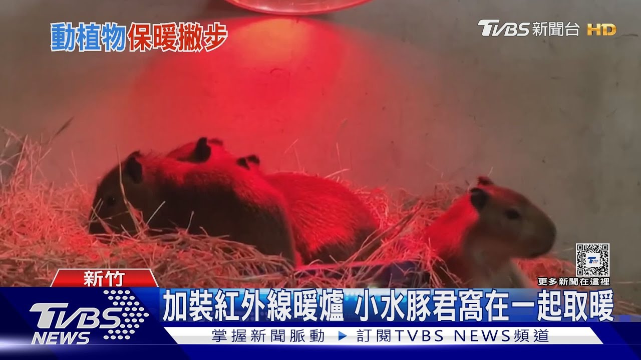 加裝紅外線暖爐 小水豚君窩在一起取暖
