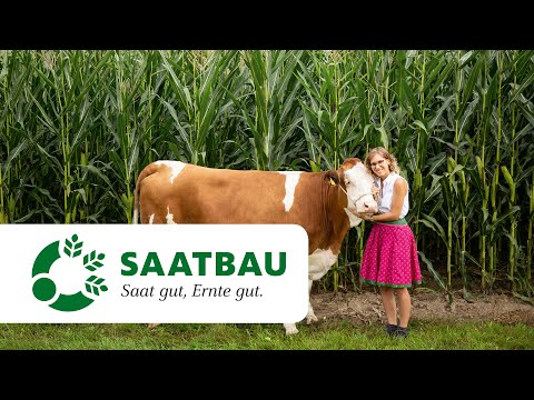 MME – die neue Silomaisgenetik | SAATBAU LINZ