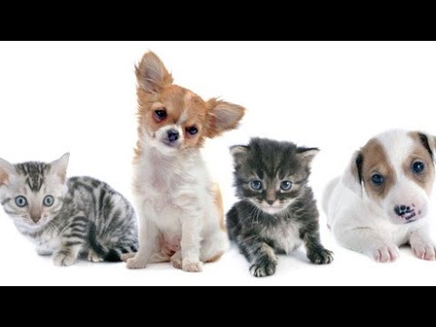 cats and dogs movie