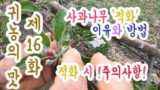 사과나무 적화의 이유와 방법, 그리고 적화 시 !주의사항!
