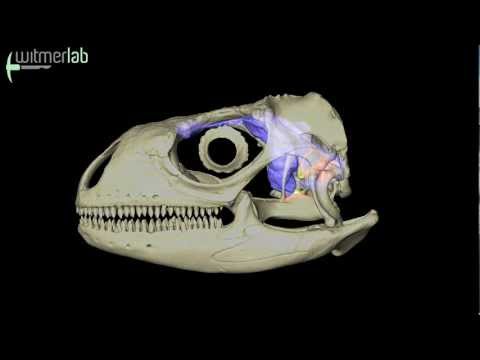 Visible Interactive Iguana - skull with brain endocast & inner ear labyrinth
