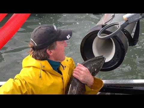 Have You Seen These Fish Tubes That Are Getting Fish Over Dams Faster?