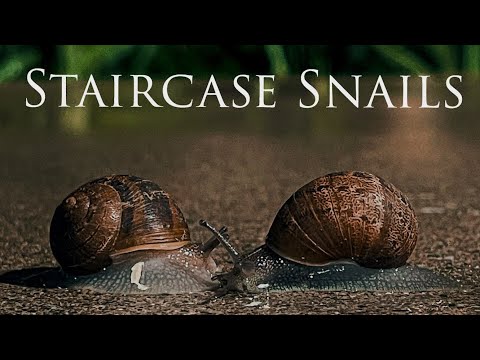 Staircase Snails