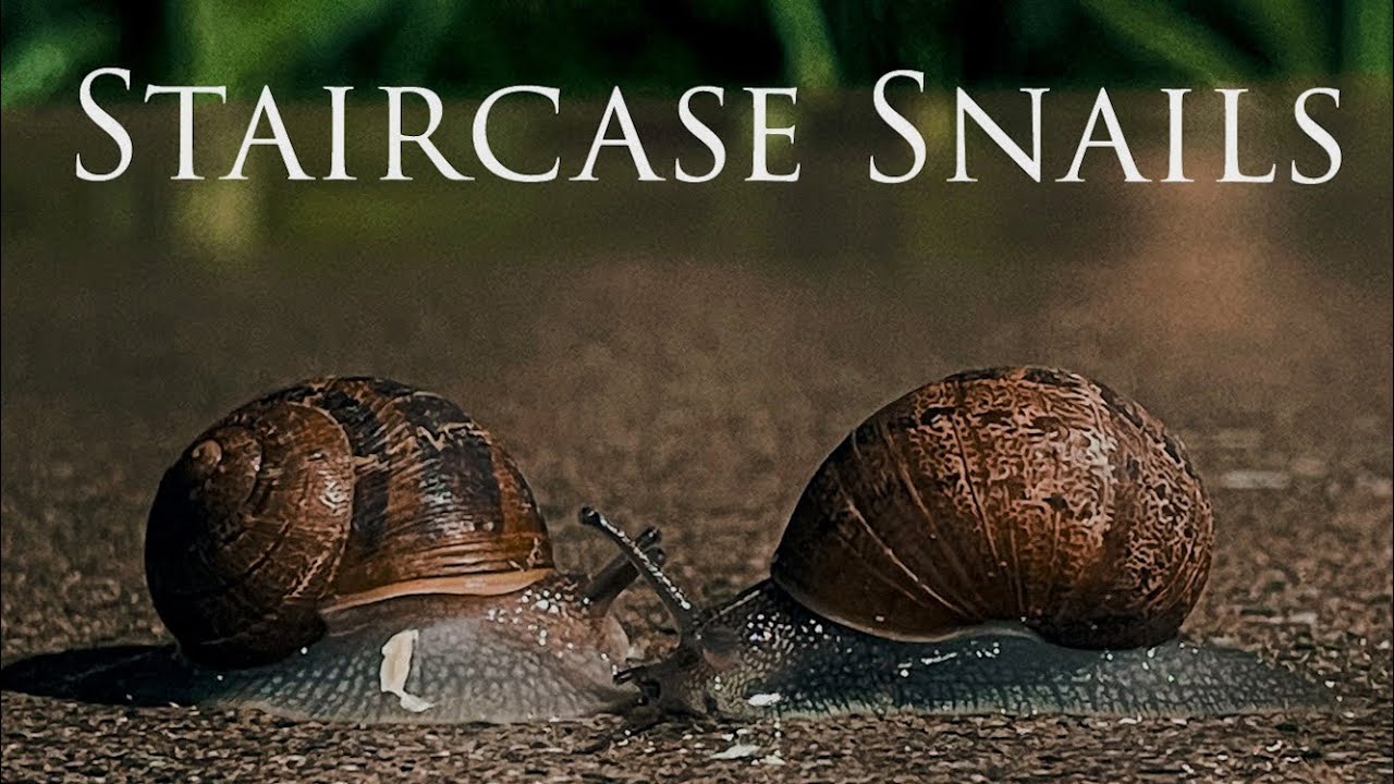 Staircase Snails