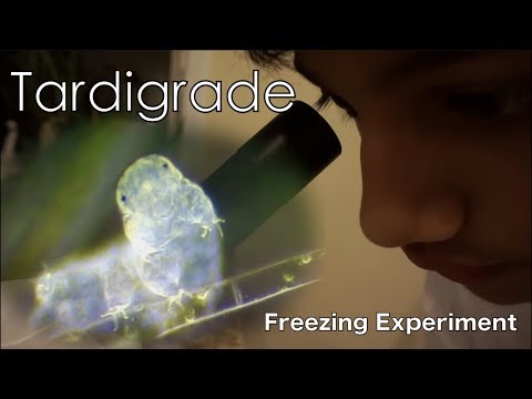 Tardigrades Freezing Experiment | water bears from Carolina: School Project