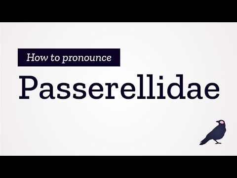 How to Pronounce Passerellidae