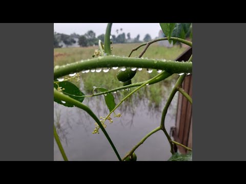 Aku Bahagia Sehat Kaya