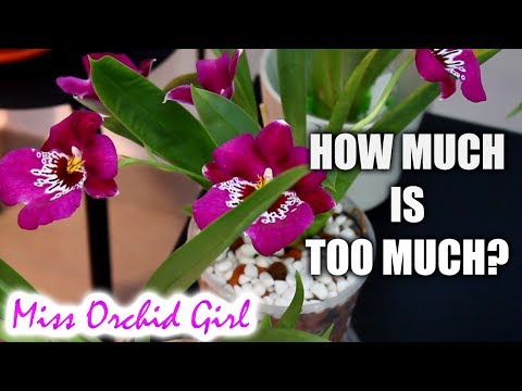 About buying Orchids - Budgets, ebay auctions, forming a collection