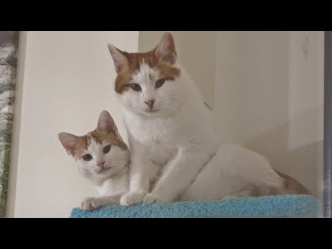 Rescue Kitten Found The Father He Never Had And Now They Are Inseparable!