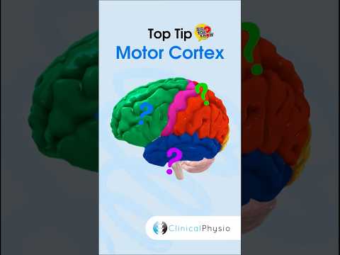 Anatomie & Behandlungswissen Videos – Interaktives Nachschlagewerk für Physio, Massage, Therapie 49 Motor Cortex #physicaltherapy #physicaltherapy #brain #brainanatomy