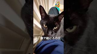 【黒猫】撫で続けろの圧を出したら子どもに吸われました👶🐈‍⬛