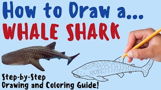 How To Draw A Whale Shark - Fun & Easy Step-by-Step Drawing and Coloring Guide