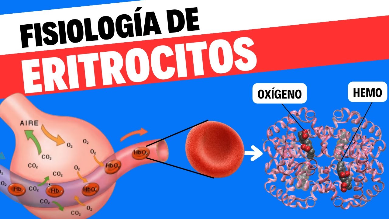 Fisiología de eritrocitos o glóbulos rojos