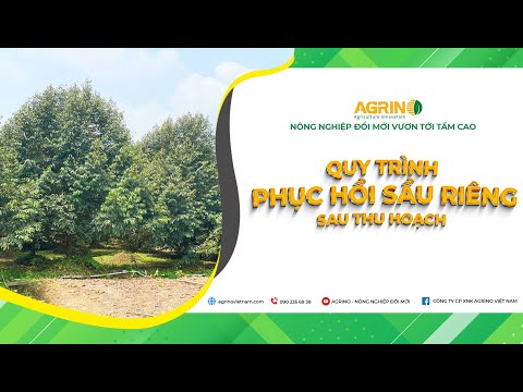 Quy trình phục hồi sầu riêng sau thu hoạch