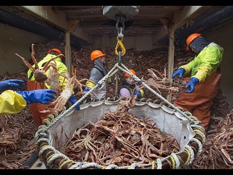 Awesome Snow Crab Fishing On The Sea. Big Catch King Crab Trap Under Deep Sea.