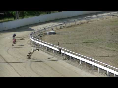 MD 06 11 Angol agár veterán A döntő