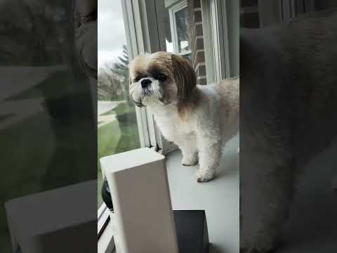 Best Security Guard Dog Shih Tzu #dog #shihtzu #puppy #shihtzupuppy #shihtzus