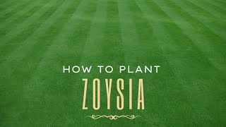 How To Plant Zoysia - The Step-By-Step Guide to plugs