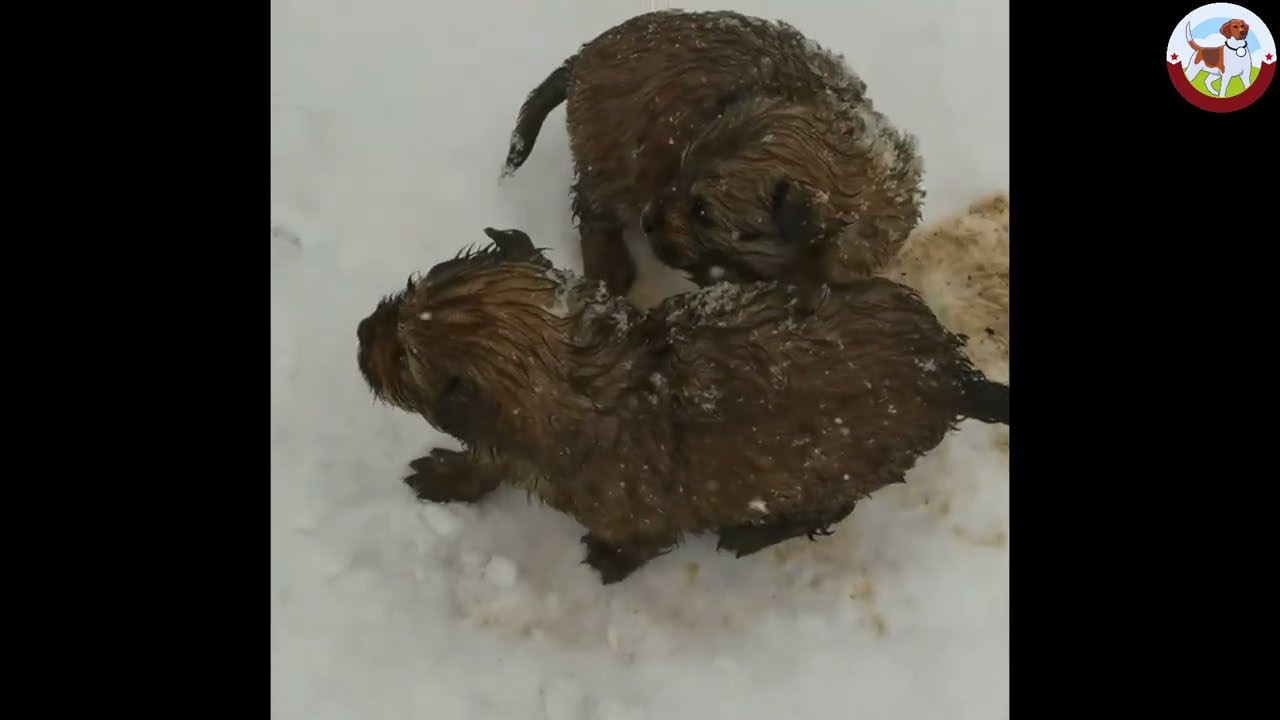 Snow coated their bodies, and two small puppies trembled in the snow