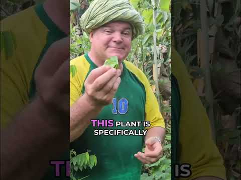 Chaya: Iron-Rich Superfood for Traditional Healing & Health