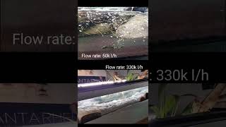 Download lagu 50k vs. 330k liter flowrate in a s river aquarium #shorts mp3
