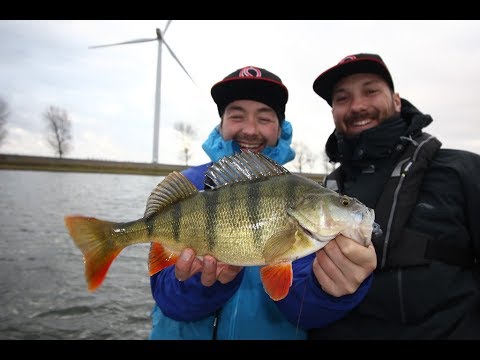 Monsterbarsche - so klappt's - Perch Madness