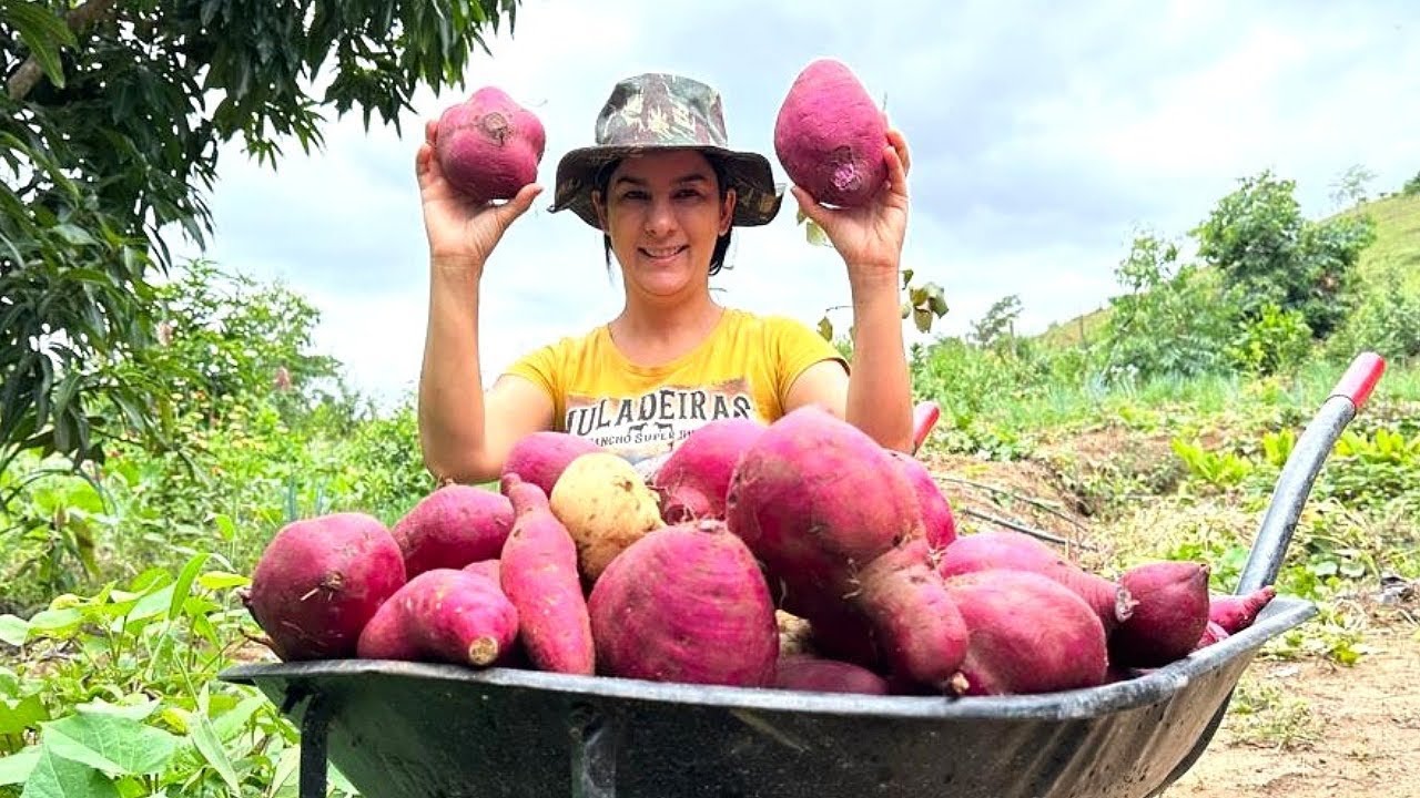 After harvesting sweet potatoes, I showed a little of my recording routine