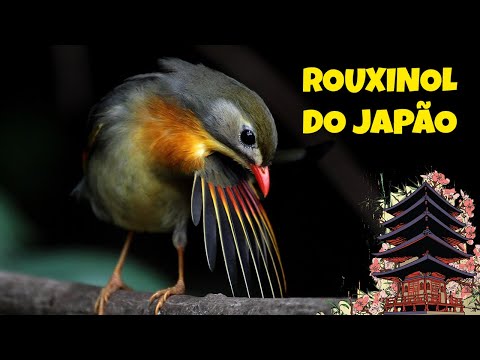 Japanese Nightingale's exotic singing - Red-billed Leiothrix