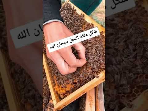 , title : 'ملكة النحل سبحان الله'