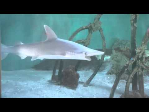 Reef Aquarium Playstation 3