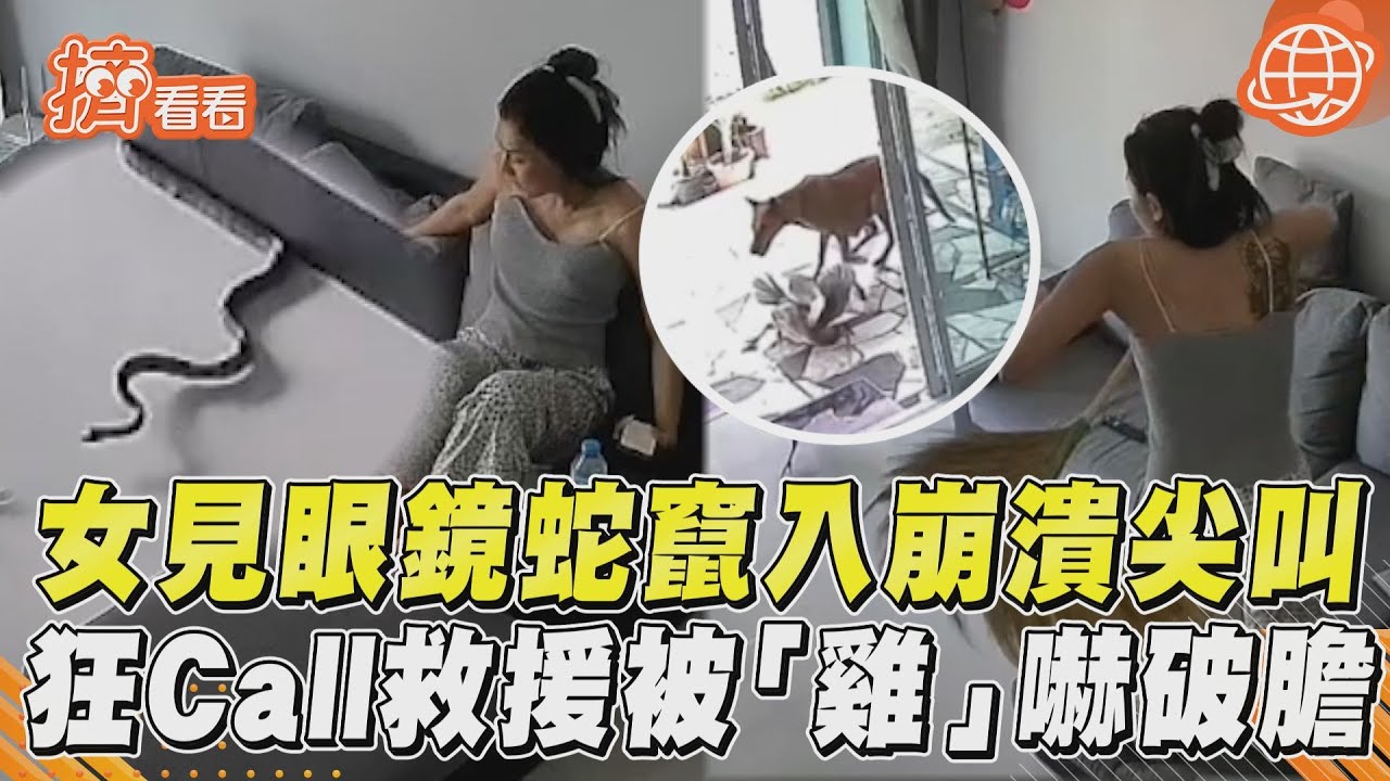 影音/女見眼鏡蛇竄入崩潰尖叫 狂Call救援被「雞」嚇破膽