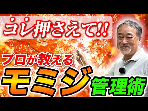 érable-Japon-arbuste-pétit-développement-piscine-naturelle