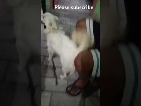 Part -2 of my pet 🐶🦮🐕