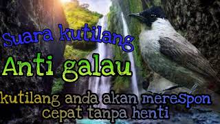 Download lagu Kutilang Gacor Anti Galau||Untuk Pancingan Kutilang bahan#masterankutilang mp3