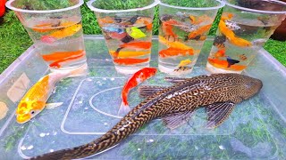 Download lagu Amazing Catch Most Beautiful Freshwater Aquarium Fish In Small Pond , Discus, Guppies, Turtles, Koi mp3