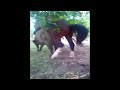 Crazy Horse Love And Mating With Pig Horse Meeting Pig And Playing Log Time
